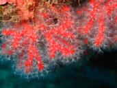 Le corail rouge, une espèce protégée