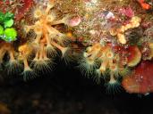 Coralligène, un habitat emblématique de Méditerranée