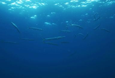 Bécunes à bouches jaunes communément appelées en Méditerranée Barracuda 