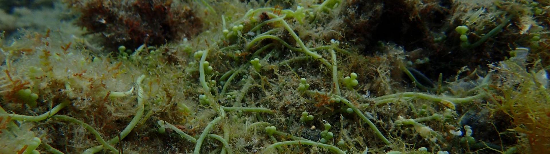 Tapis de l'algue Caulerpa racemosa, espèce exotique